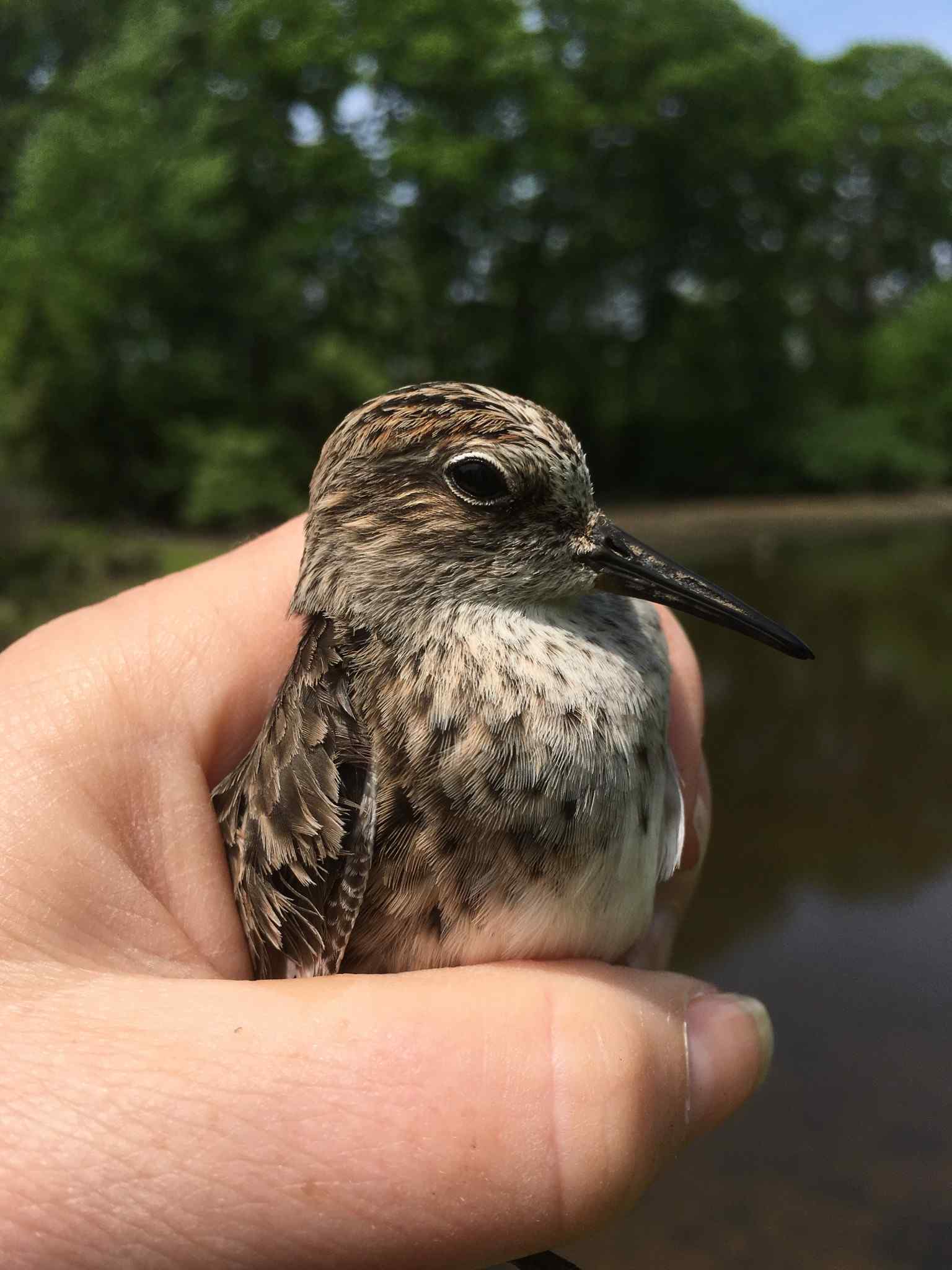 least sandpiper