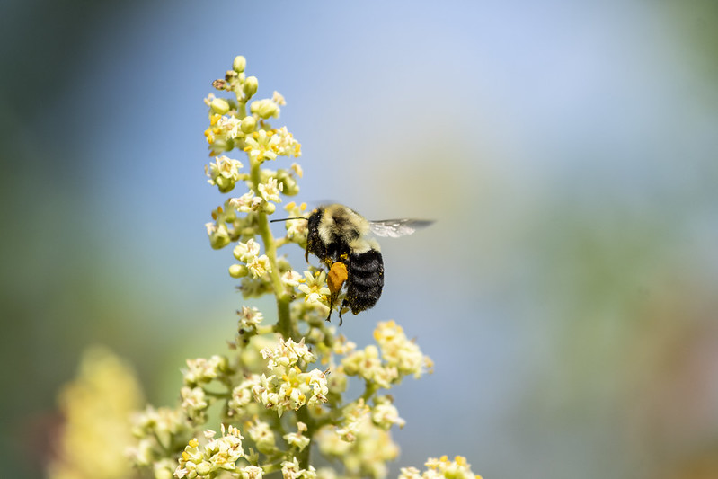 ces-pollinators