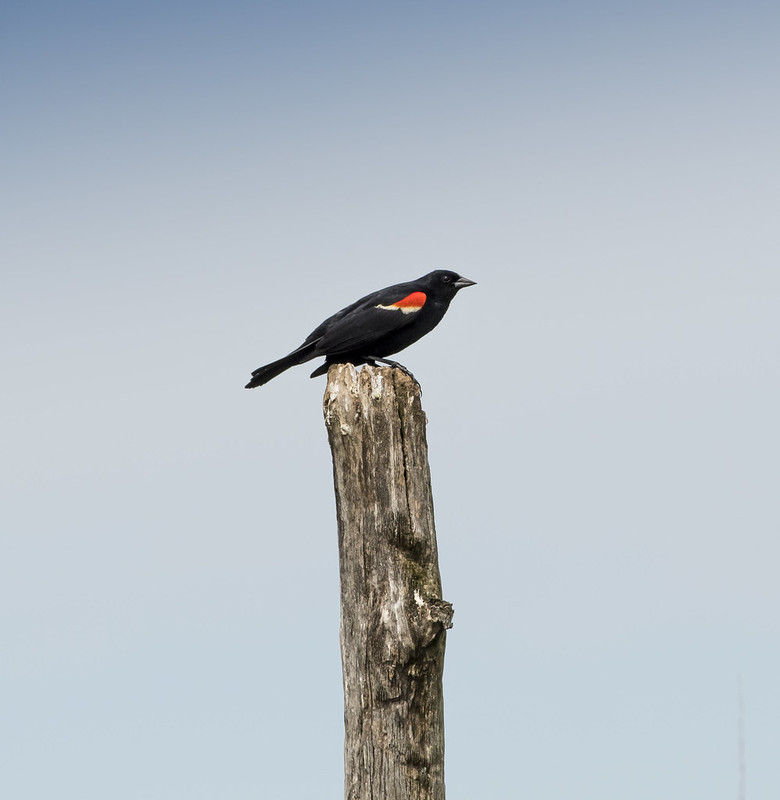 grassland-bird