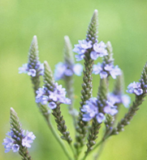 Blue Vervain