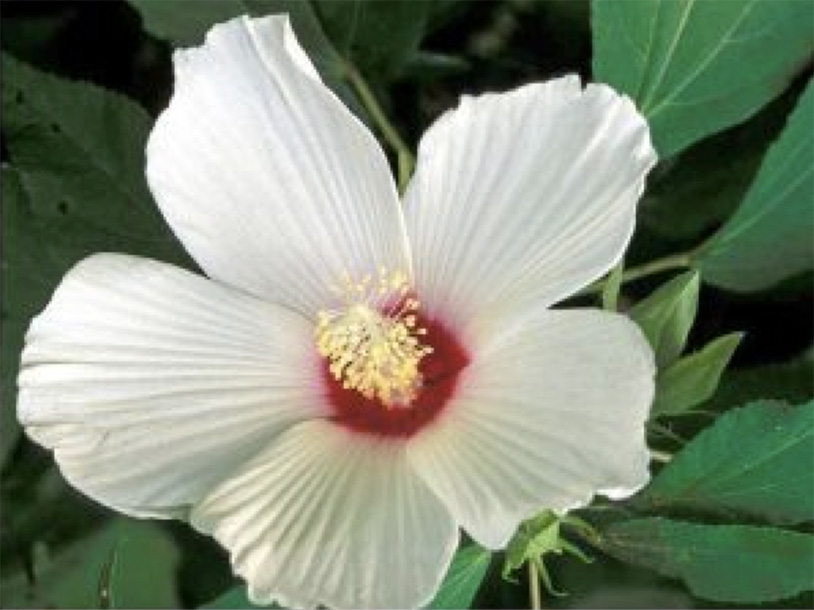 Hibiscus