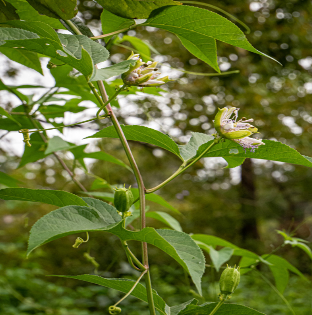 Passionflower