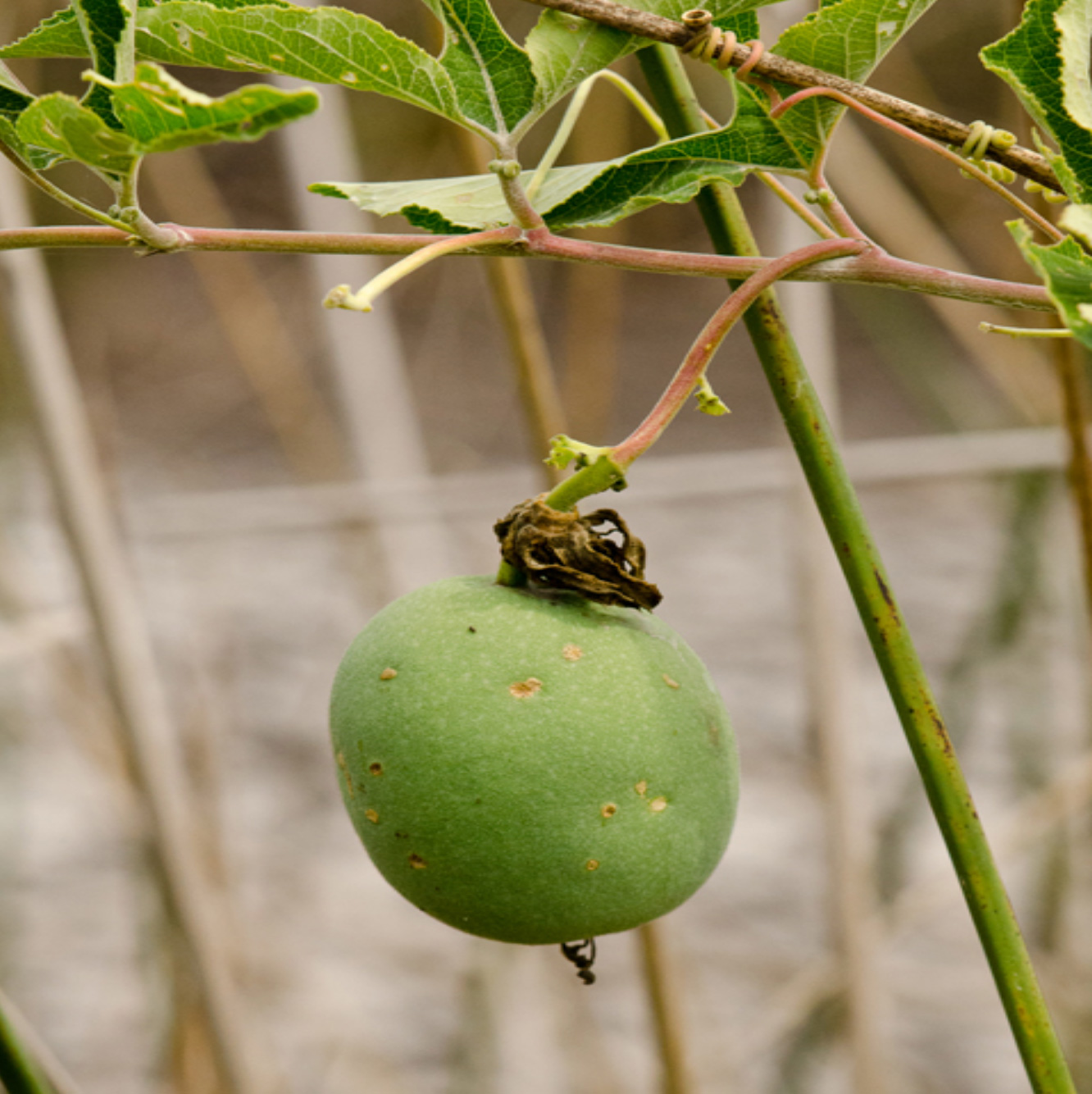 Passionflower