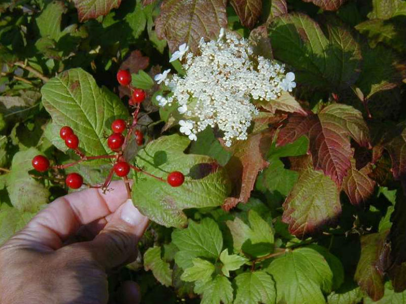 Viburnum trilobum