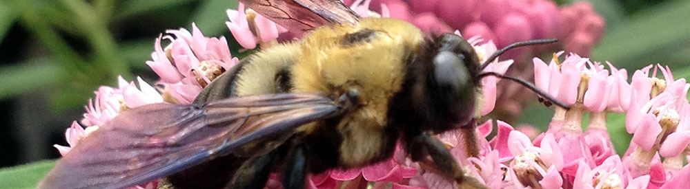 Bee on flower